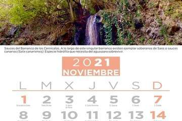  Telde pone en valor su patrimonio vegetal con un almanaque con los árboles más singulares/TA.